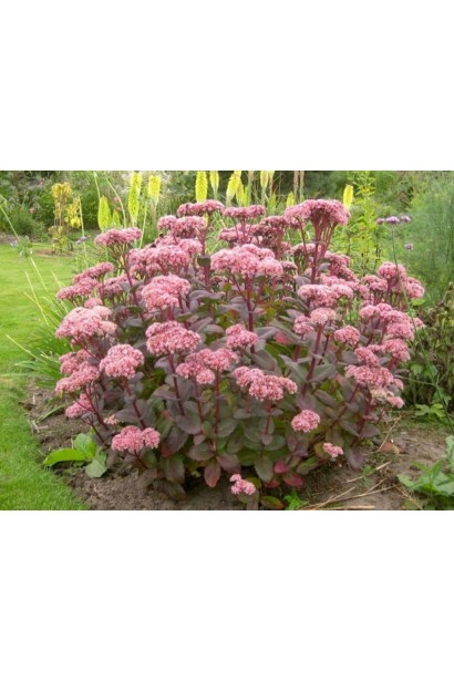 Очиток гібридний Матрона купити